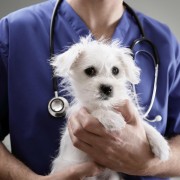 Hüseyin Özeren fotoğrafı